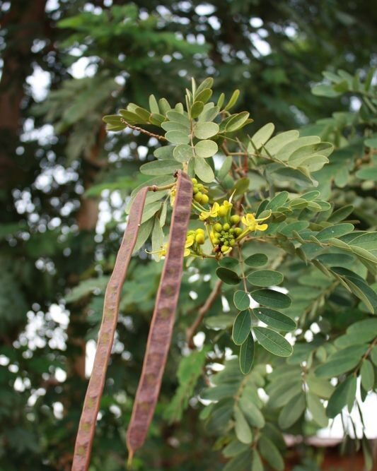 It is also called Nubian Senna or Alexandrian Senna