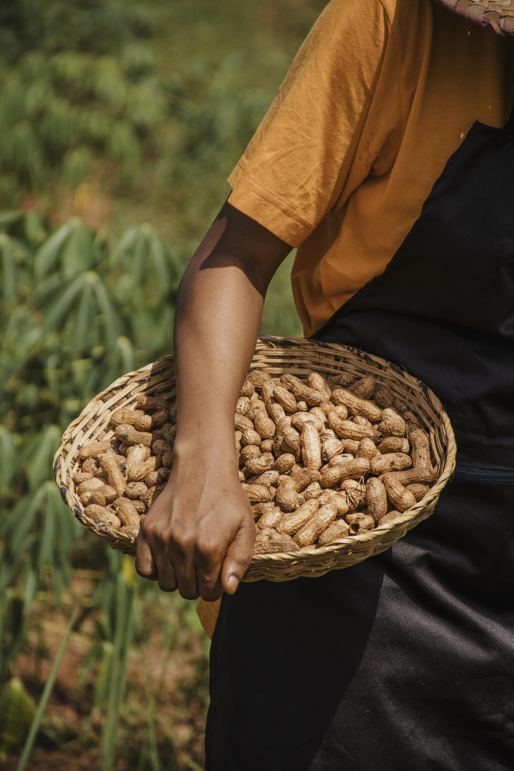 The seeds extracted from watermelon are cultivated in large quantities in western Sudan areas.