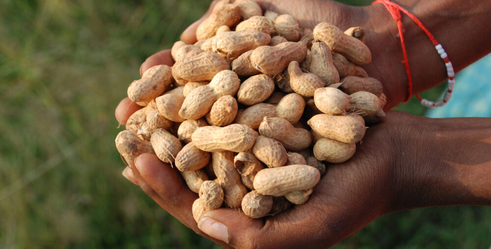Beyond gum Arabic, sesame, and peanuts, we also export hibiscus (karkade), watermelon seeds, and senna pods, oering clients a wide range of Sudan’s agricultural treasures..
