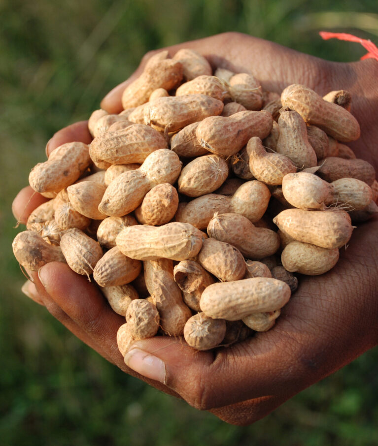 Beyond gum Arabic, sesame, and peanuts, we also export hibiscus (karkade), watermelon seeds, and senna pods, oering clients a wide range of Sudan’s agricultural treasures..
