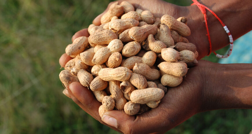 Beyond gum Arabic, sesame, and peanuts, we also export hibiscus (karkade), watermelon seeds, and senna pods, oering clients a wide range of Sudan’s agricultural treasures..