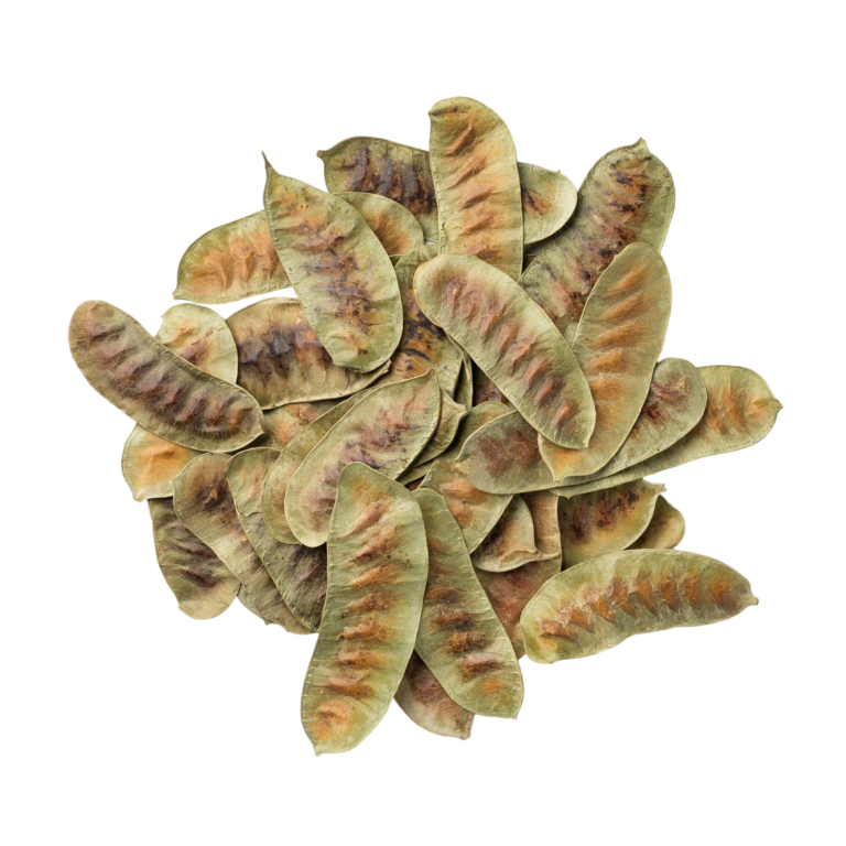 It is also called Nubian Senna or Alexandrian Senna