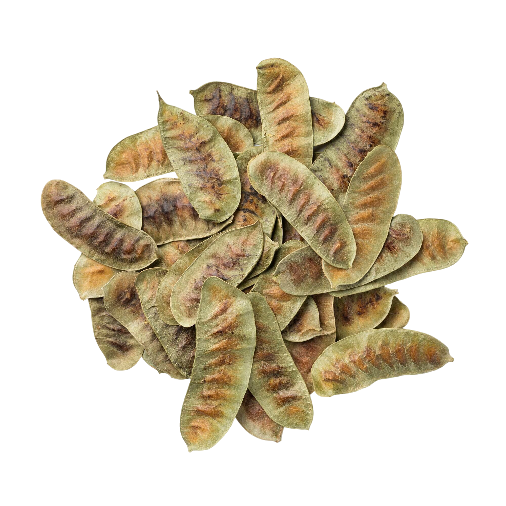 Senna Pods Harvesting