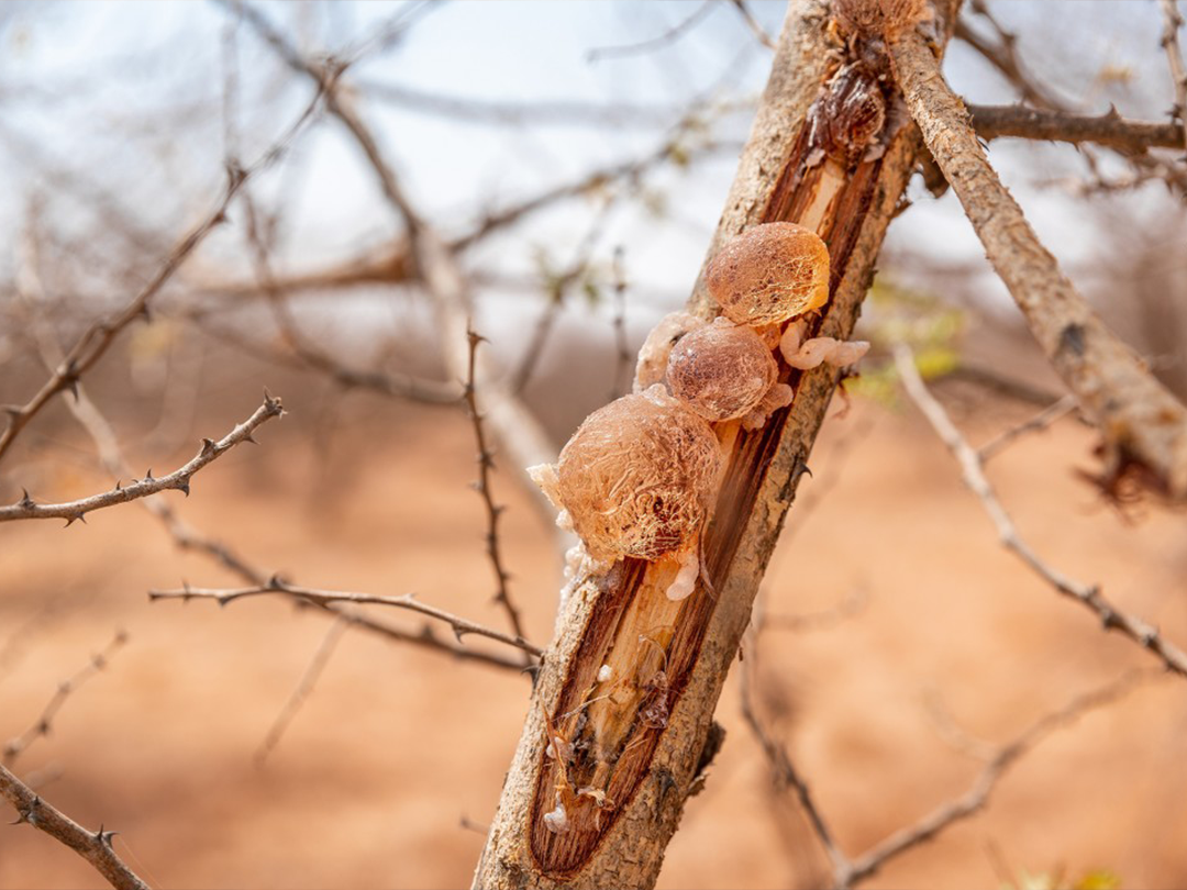 Gezira Hila Impex Sudanese Agriculture